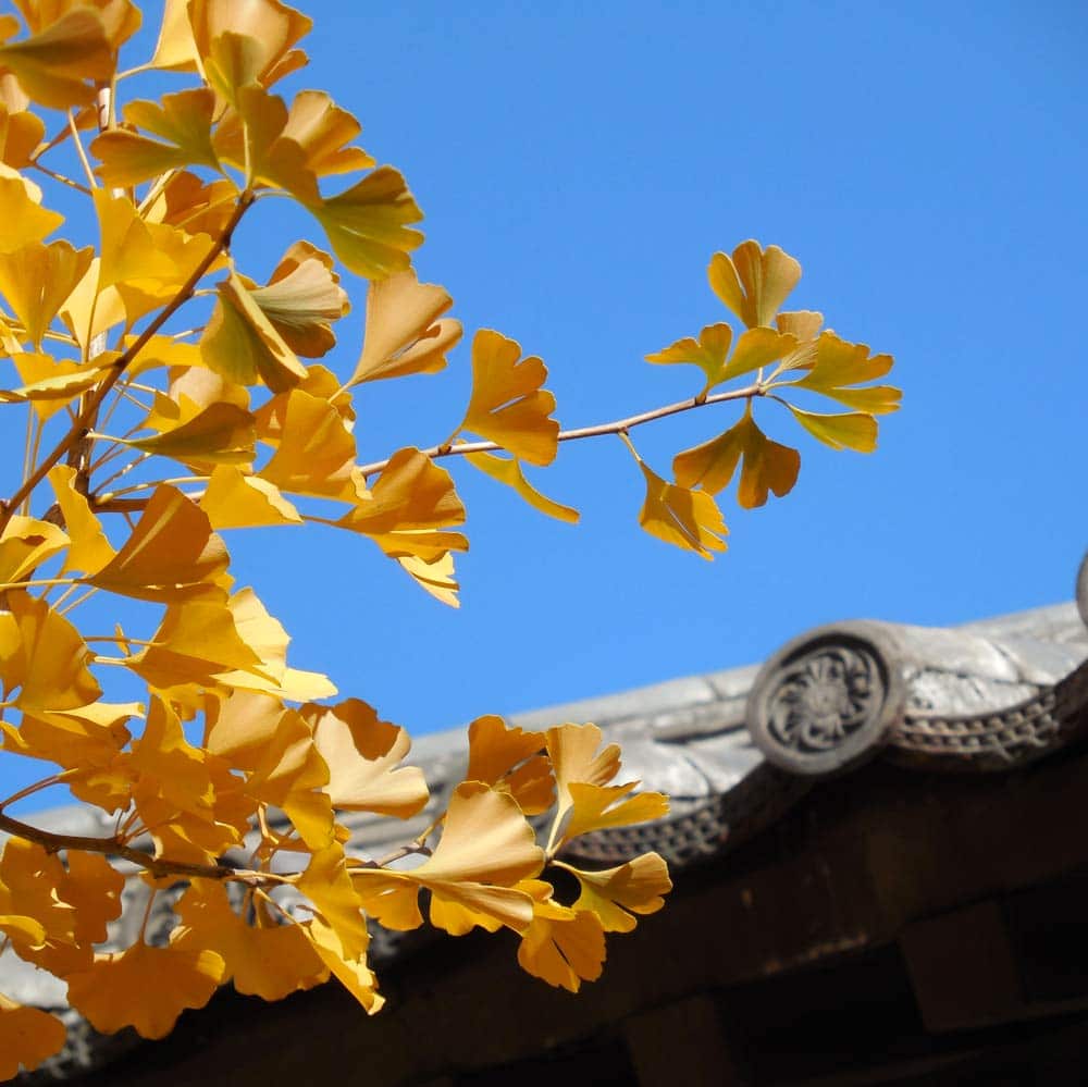 kaeru Ginkgo automne